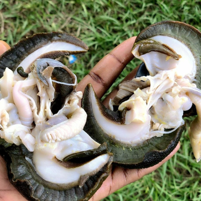 Fresh Snail 10 in a bag